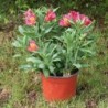  Alstroemère 'Alienor'