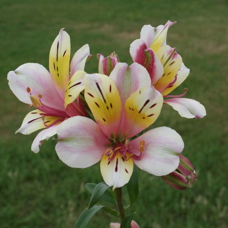 Alstroemère 'Anne'