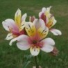 Alstroemère 'Anne'