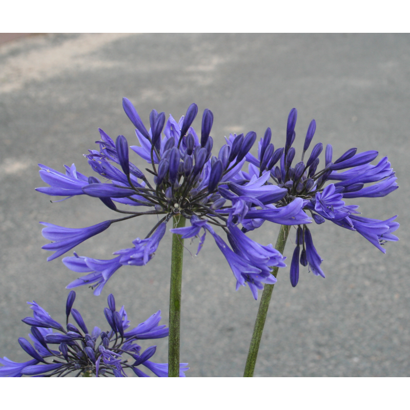 Agapanthe Star Dust