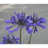 Agapanthe Star Dust