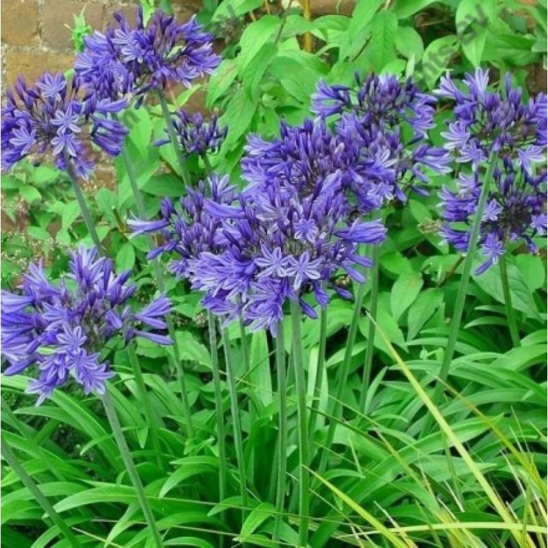  Agapanthe Star Dust