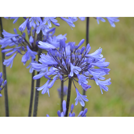 Agapanthe Graphite Blue