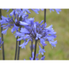 Agapanthe Graphite Blue