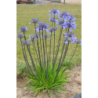  Agapanthe Graphite Blue