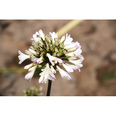 Agapanthe Graphite White