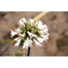 Agapanthe Graphite White