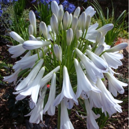 Agapanthe 'Silver Lining'