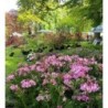  Alstroemère "Emilie" ®