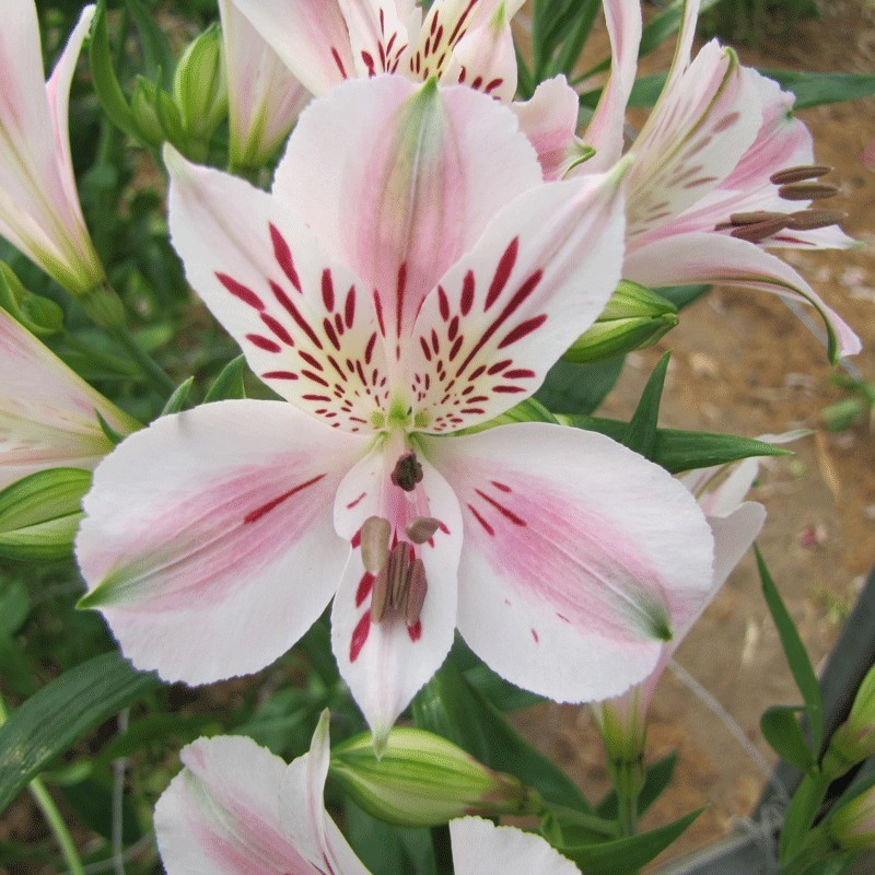 Alstroemère 'Béatrice'