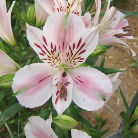 Alstroemère 'Béatrice'