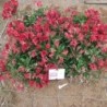  Alstroemère 'Gaspard'