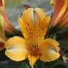 Alstroemère 'Antoine'