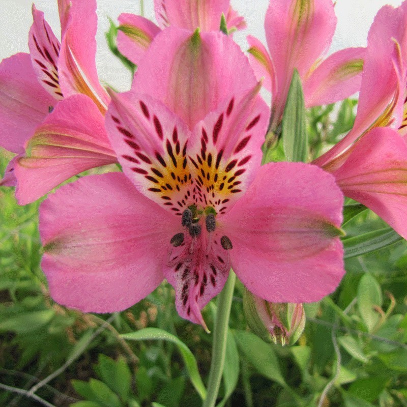 Alstroemère 'Charles'
