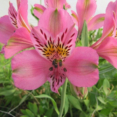 Alstroemère 'Charles'
