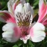 Alstroemère 'William'