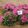 Alstroemère 'Océane'