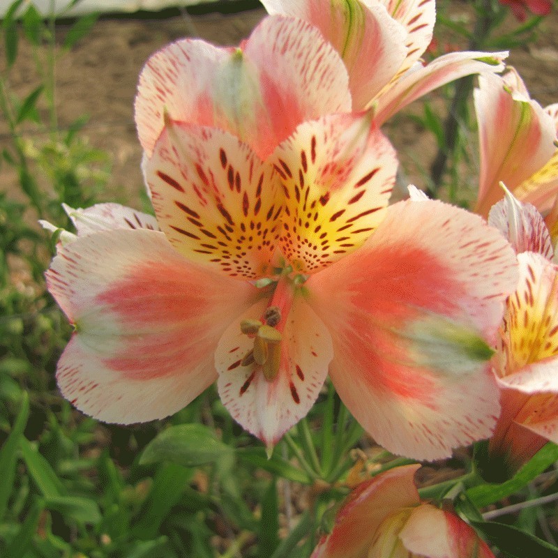 Alstroemère 'Jean'