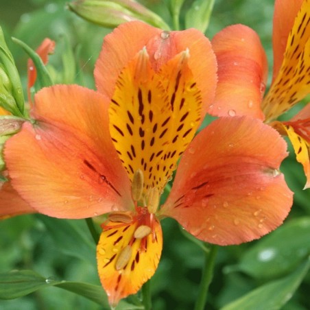 Alstroemère 'Baracé'