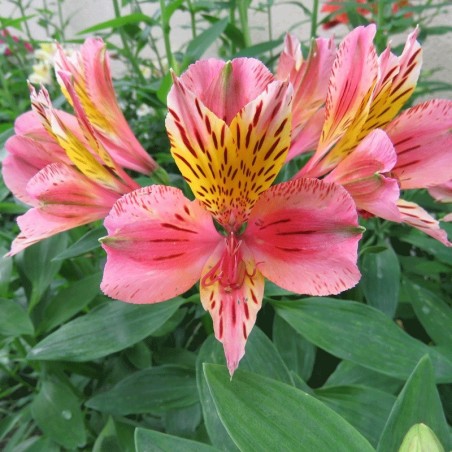 Alstroemère 'Baugé'