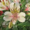 Alstroemère 'Brézé'