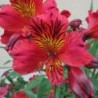 Alstroemère 'Chinon'