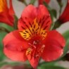 Alstroemère 'Longué'