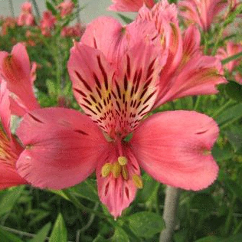Alstroemère 'Marcé'