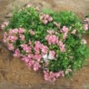  Alstroemère 'Rosie'