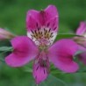 Alstroemère 'Montsoreau'