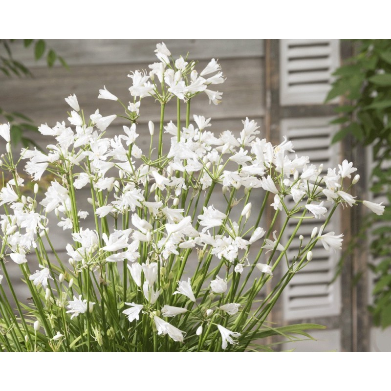  Agapanthe 'White Baby'