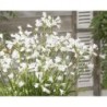  Agapanthe 'White Baby'