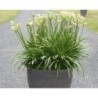  Agapanthe 'White Baby'