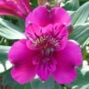 Alstroemère 'Léonie'