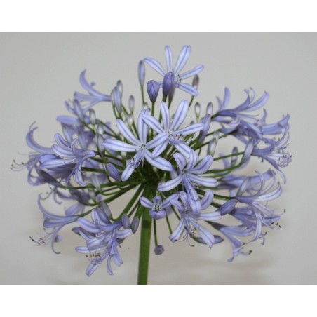 Agapanthe 'Vallée de l'Authion'