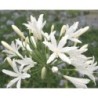 Agapanthe 'Vallée de la Sarthe'