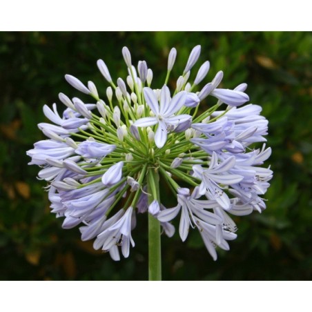 Agapanthe 'Vallée du Cap'