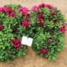  Alstroemère 'Léonie'