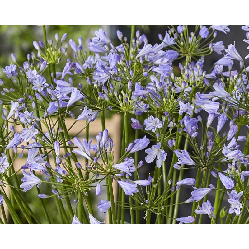 Agapanthe 'Sophie'