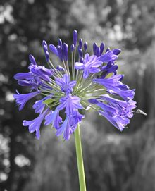 agapanthus flower