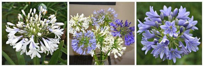 agapanthus