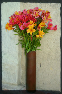 alstroemeria cut flowers