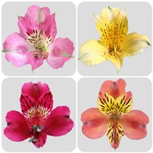 4 varieties of alstroemerias
