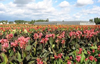 champ de cannas