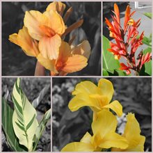 collage 4 variétés de cannas