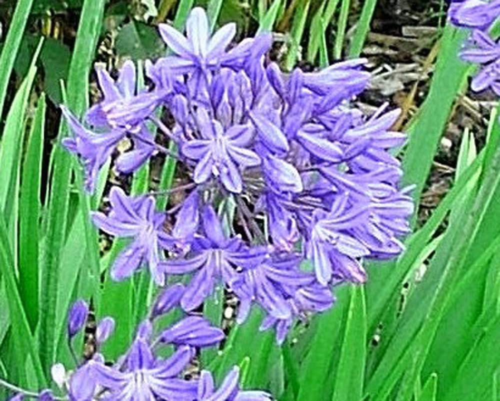 Dwarf Agapanthus