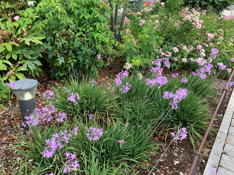 Tulbaghia 26