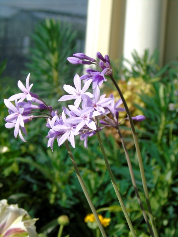 Tulbaghia 7